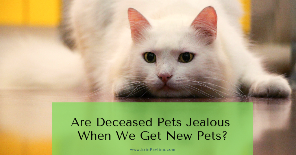 Do Cats Get Jealous Of Dogs