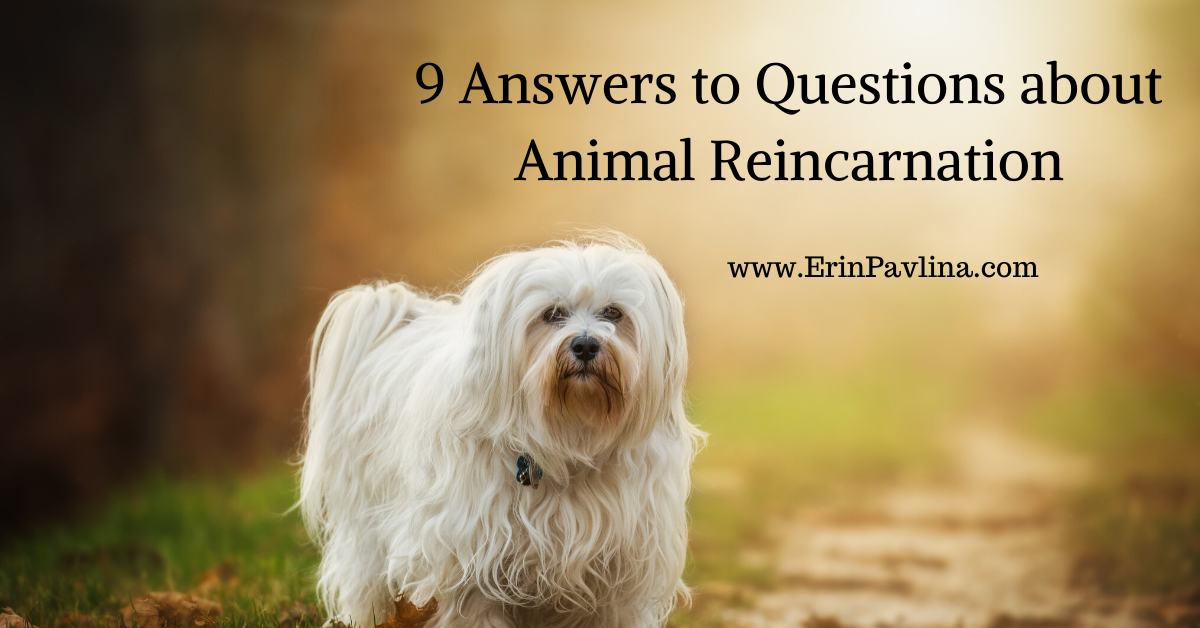 9 Answers to Questions about Animal Reincarnation 