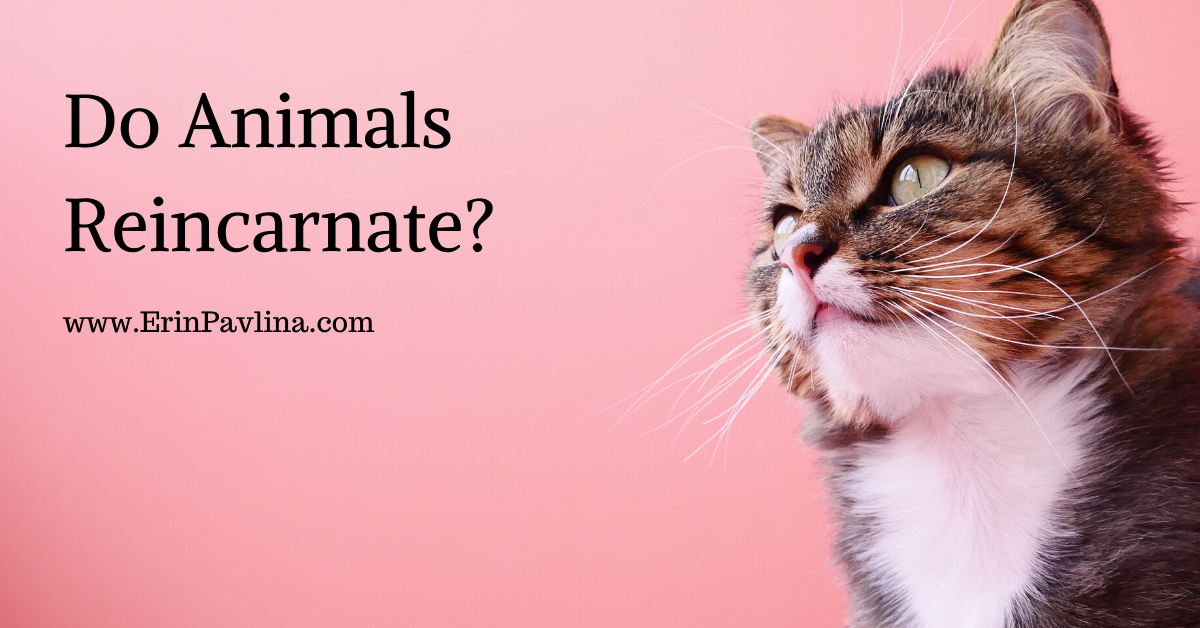 Do Animals Reincarnate? 